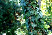 Hedera_helix_trunchi_copac